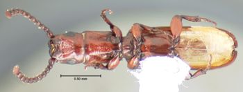 Media type: image;   Entomology 6781 Aspect: habitus ventral view